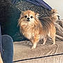 alert, animal, black_fur, blanket, companion, couch, cushion, cute, dog, domestic, fluffy_dog, fur, furniture, home, indoor, living_room, pet, small_dog, standing, tan_fur