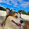 dog, beach, sand, sky, clouds, outdoor, closeup, tongue, happy, fluffy, nature, sunlight, canine, pet, animal, summer, relaxation, portrait, daytime, smiling