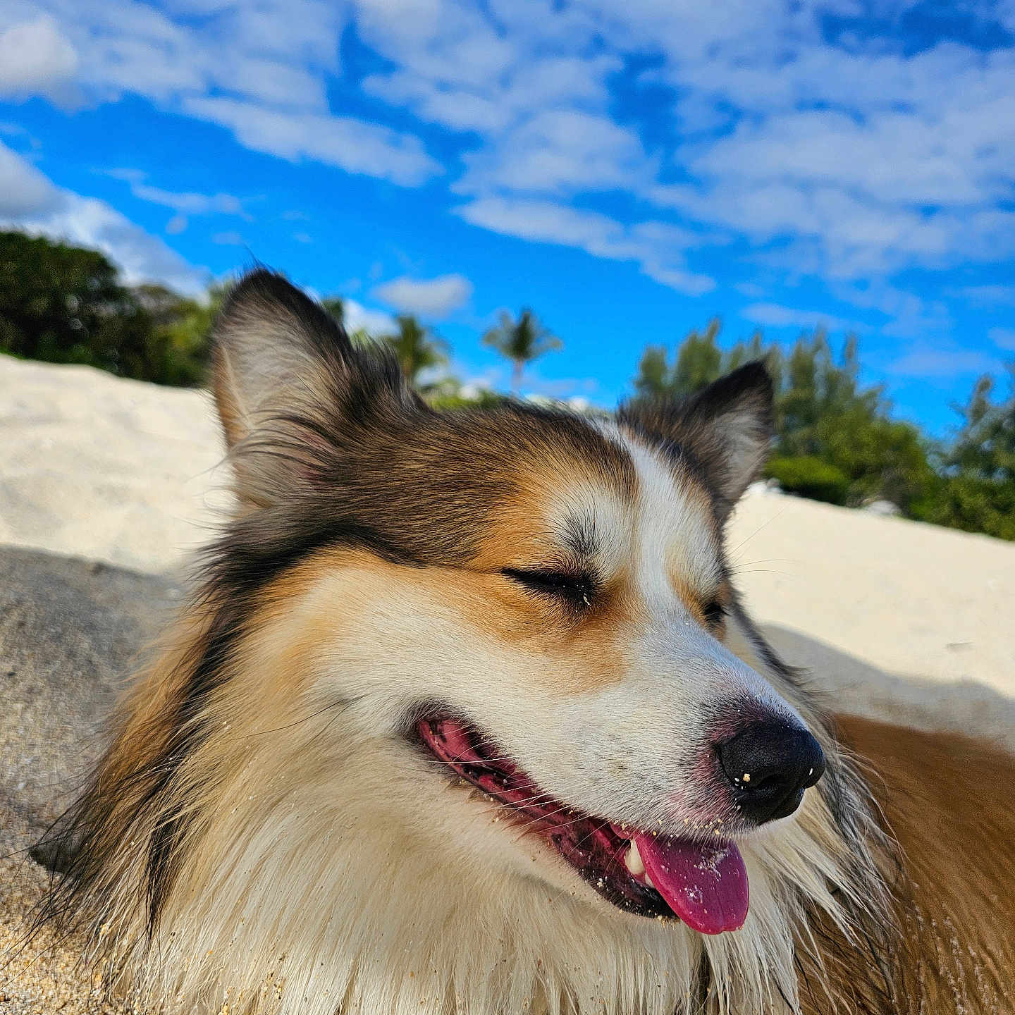Indiana participe au concours pour gagner de l'argent avec cette photo : dog, beach, sand, sky, clouds, outdoor, closeup, tongue, happy, fluffy, nature, sunlight, canine, pet, animal, summer, relaxation, portrait, daytime, smiling