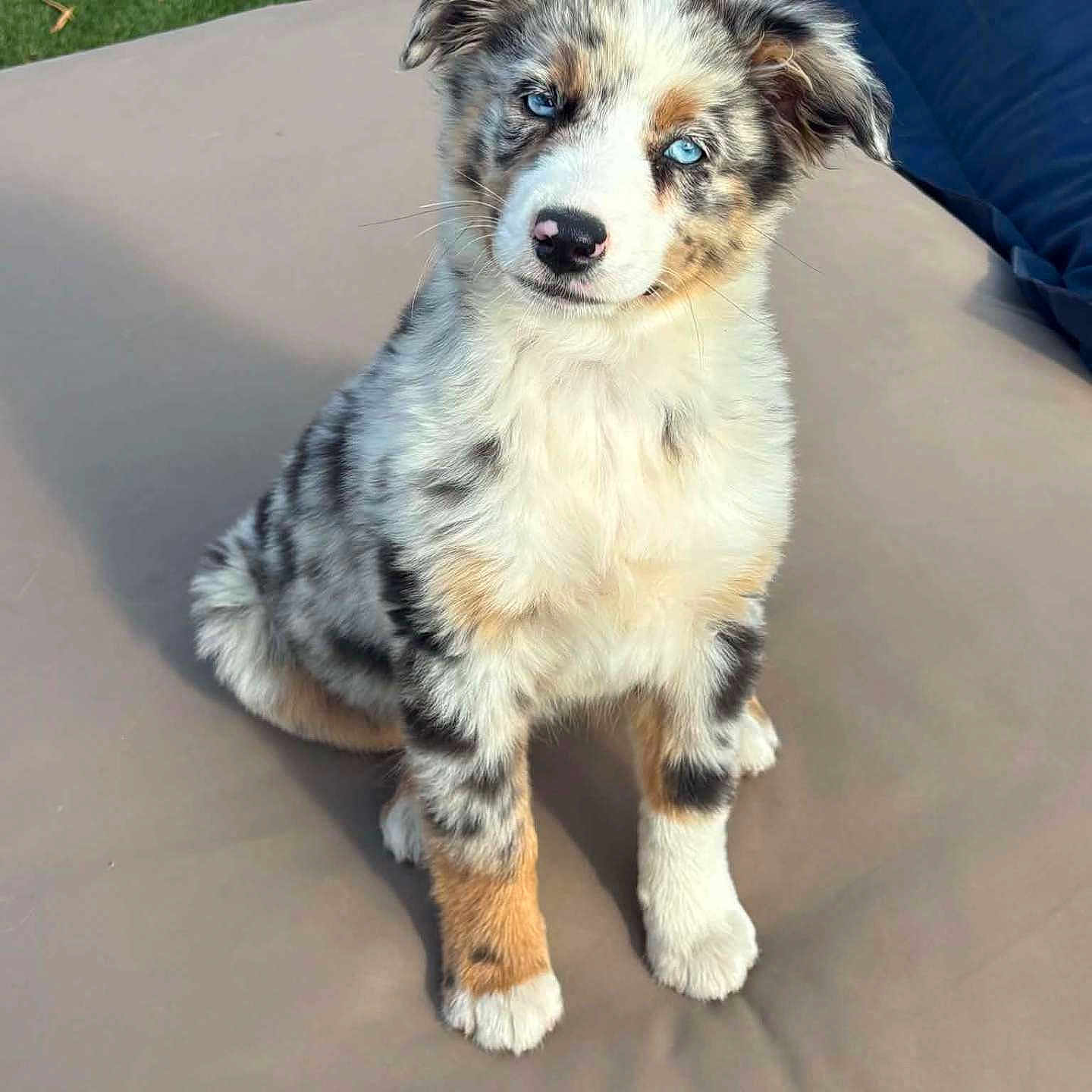 Bridget a rejoint le concours — aidez-le/la à gagner de superbes lots ! puppy, dog, blue_eyes, merle_coat, sitting, outdoor, grass, beige_surface, curious, head_tilt, fur, canine, pet, young_dog, adorable, fluffy, animal, companion, portrait, cute