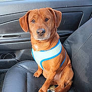 Peanut is registered to the contest to win money with this photo: dog, pet, car_interior, leather_seat, harness, brown_dog, sitting, animal, canine, vehicle, seat, closeup, looking_at_camera, domestic_animal, companion, transport, cute, indoor, portrait, four-legged