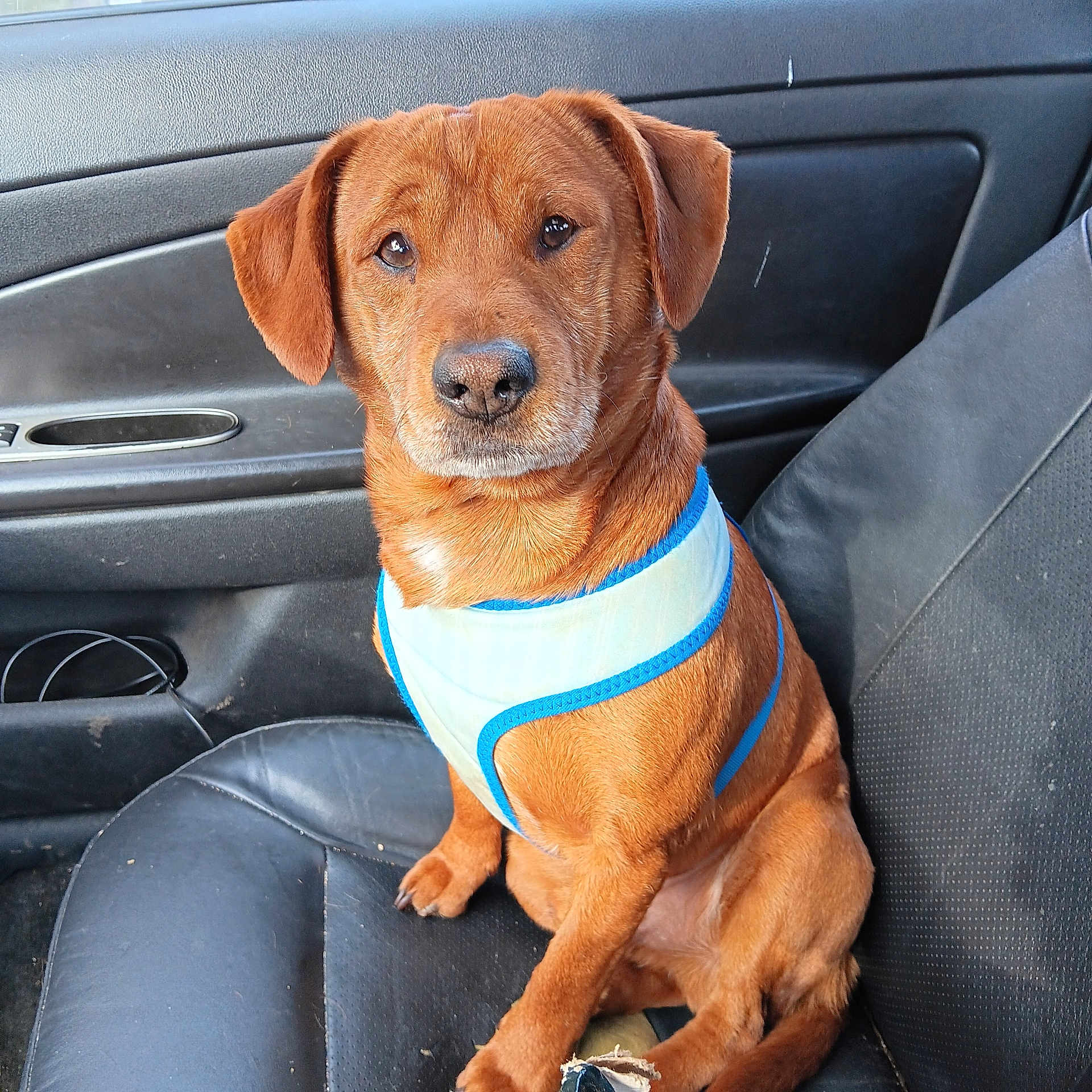 Peanut is registered to the contest to win money with this photo: dog, pet, car_interior, leather_seat, harness, brown_dog, sitting, animal, canine, vehicle, seat, closeup, looking_at_camera, domestic_animal, companion, transport, cute, indoor, portrait, four-legged