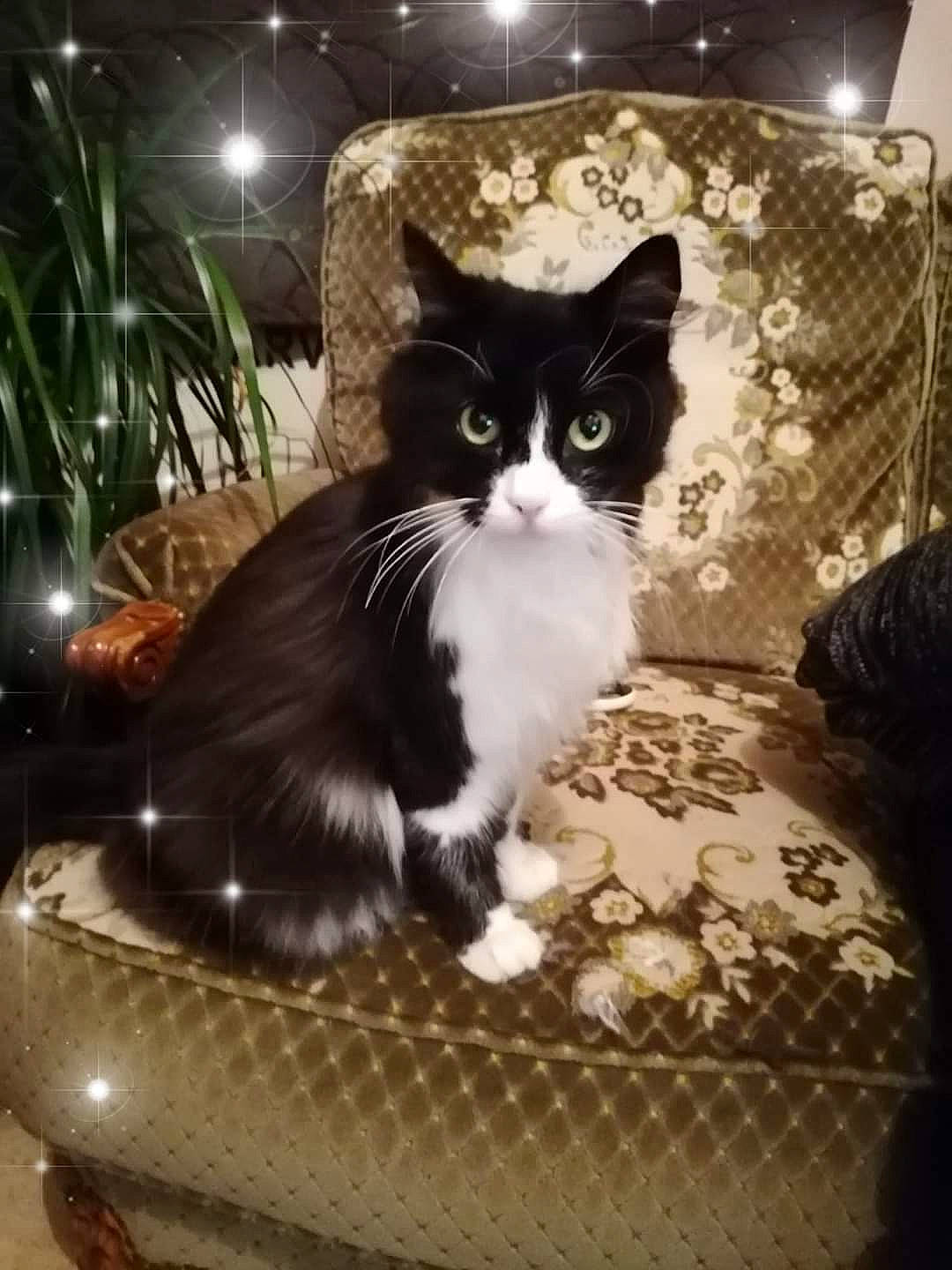 Maya participe au concours pour gagner de l'argent avec cette photo : box, carnivore, cat, comfort, domestic_short_haired_cat, felidae, formal_wear, fur, grass, houseplant, light, mesh, monochrome_photography, pet_supply, plant, sitting, small_to_medium_sized_cats, snout, tail, whiskers