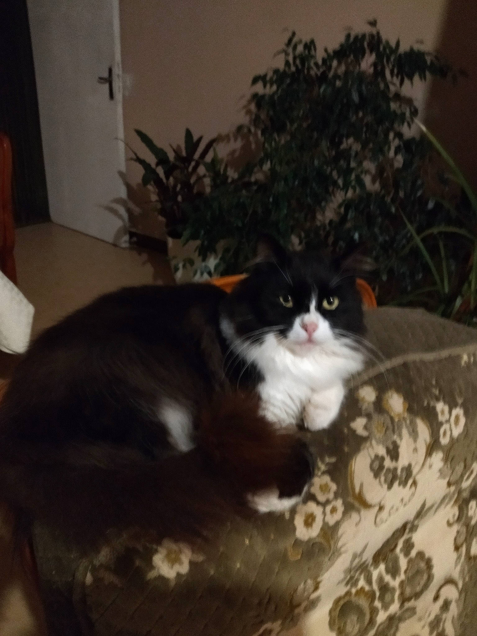 Maya participe au concours pour gagner de l'argent avec cette photo : carnivore, cat, cat_supply, comfort, domestic_short_haired_cat, felidae, flooring, fur, hardwood, houseplant, plant, room, small_to_medium_sized_cats, snout, tail, tints_and_shades, tree, whiskers, window, wood