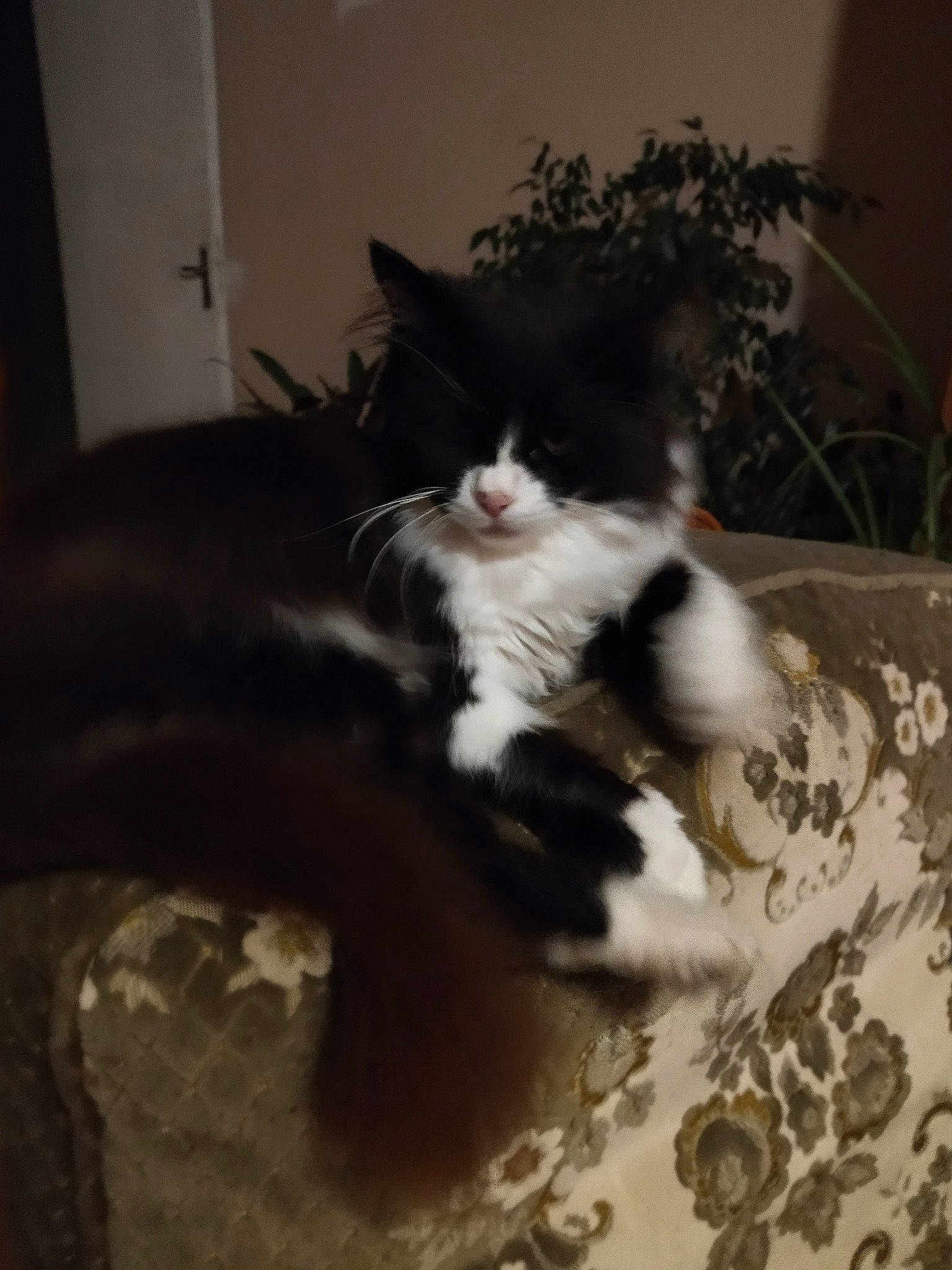 Maya a rejoint le concours — aidez-le/la à gagner de superbes lots ! canidae, carnivore, cat, claw, comfort, domestic_short_haired_cat, felidae, flooring, fur, hardwood, houseplant, paw, plant, room, small_to_medium_sized_cats, snout, tail, whiskers, window, wood