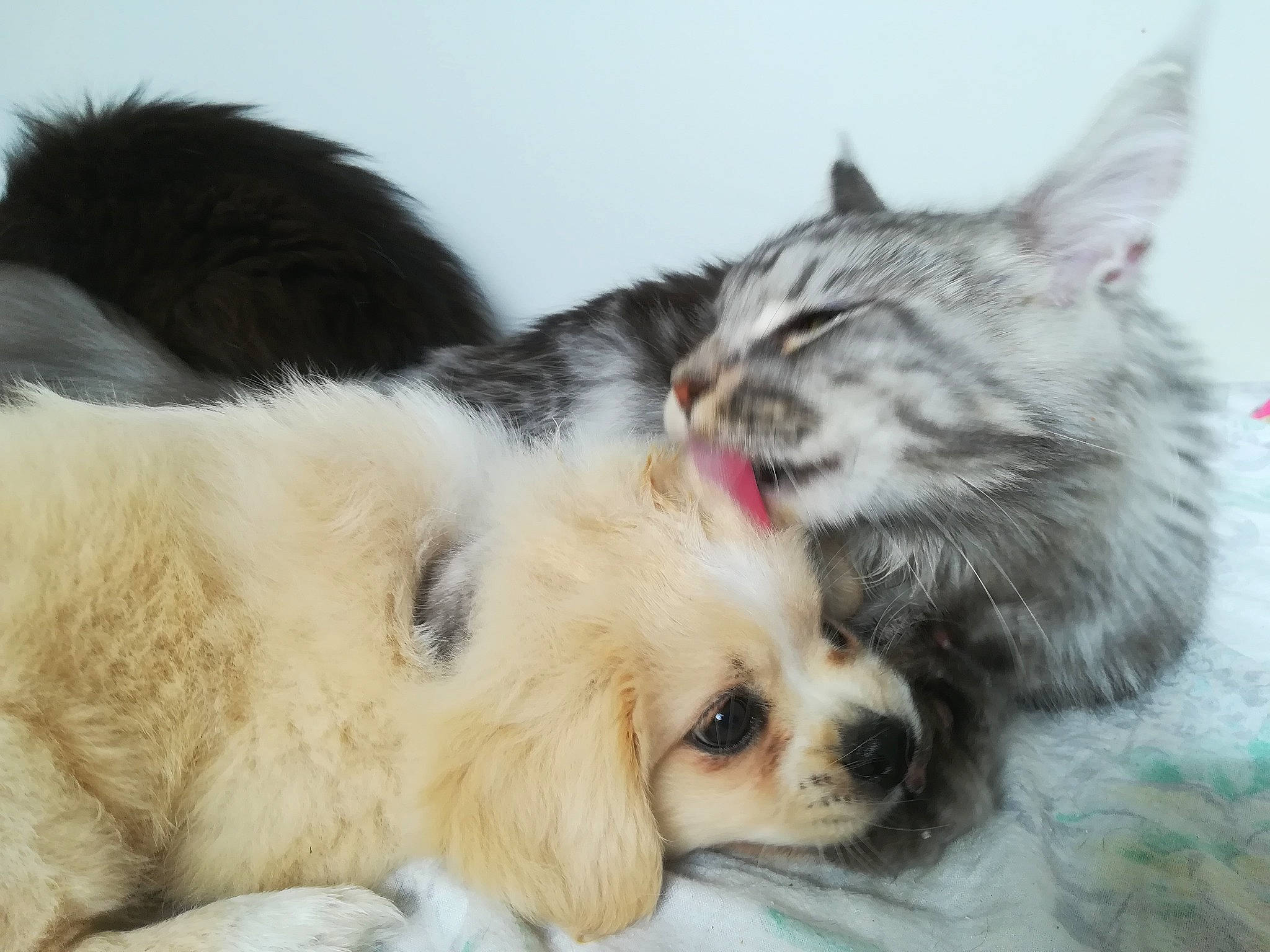 Scotty a rejoint le concours — aidez-le/la à gagner de superbes lots ! carnivore, cat, claw, comfort, companion_dog, dog, dog_breed, domestic_short_haired_cat, felidae, fur, nap, paw, small_to_medium_sized_cats, snout, terrestrial_animal, whiskers