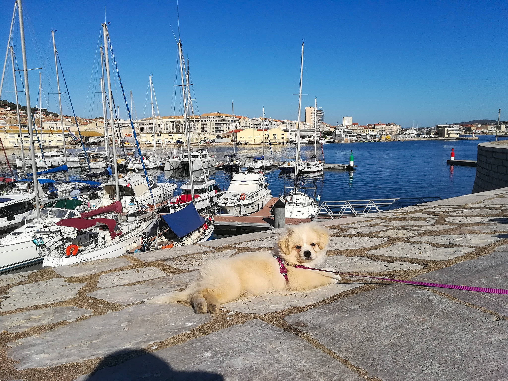 Scotty a rejoint le concours — aidez-le/la à gagner de superbes lots ! boat, boats_and_boating_equipment_and_supplies, body_of_water, calm, city, coast, dock, dog, harbor, lake, mast, nonbuilding_structure, ocean, port, ship, sky, vehicle, water, water_transportation, watercraft