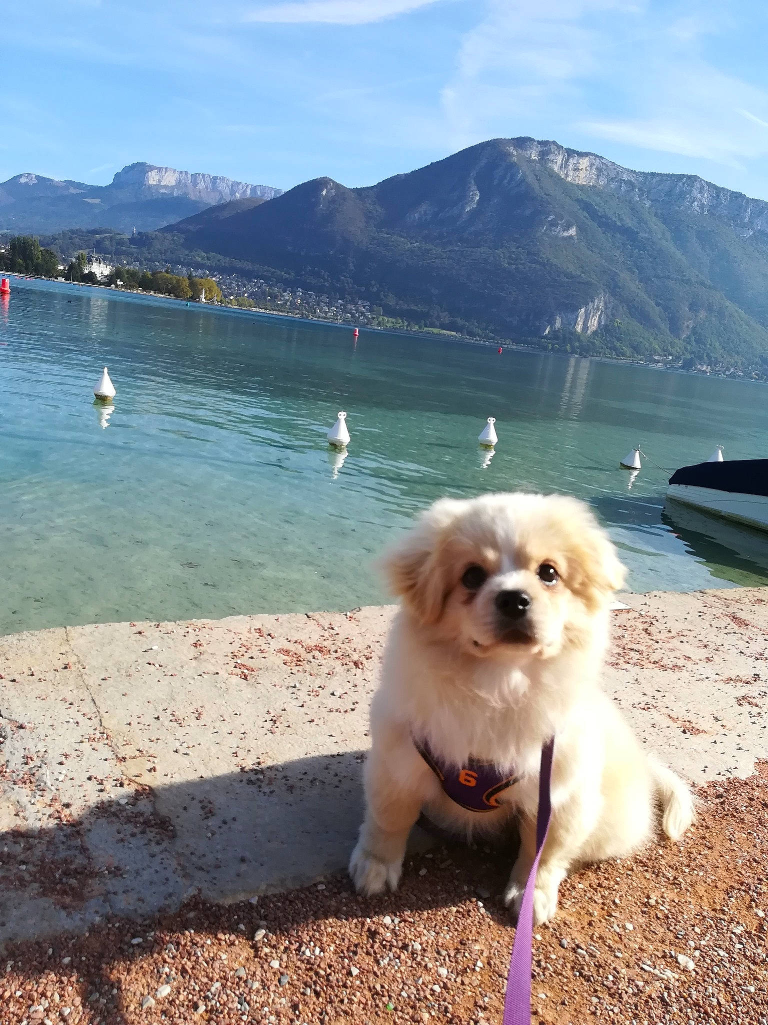 Scotty participe au concours pour gagner de l'argent avec cette photo : canidae, carnivore, cloud, companion_dog, dog, dog_breed, fawn, german_spitz, german_spitz_klein, german_spitz_mittel, lake, mountain, mountain_range, sky, spitz, sporting_group, summer, toy_dog, water, working_animal