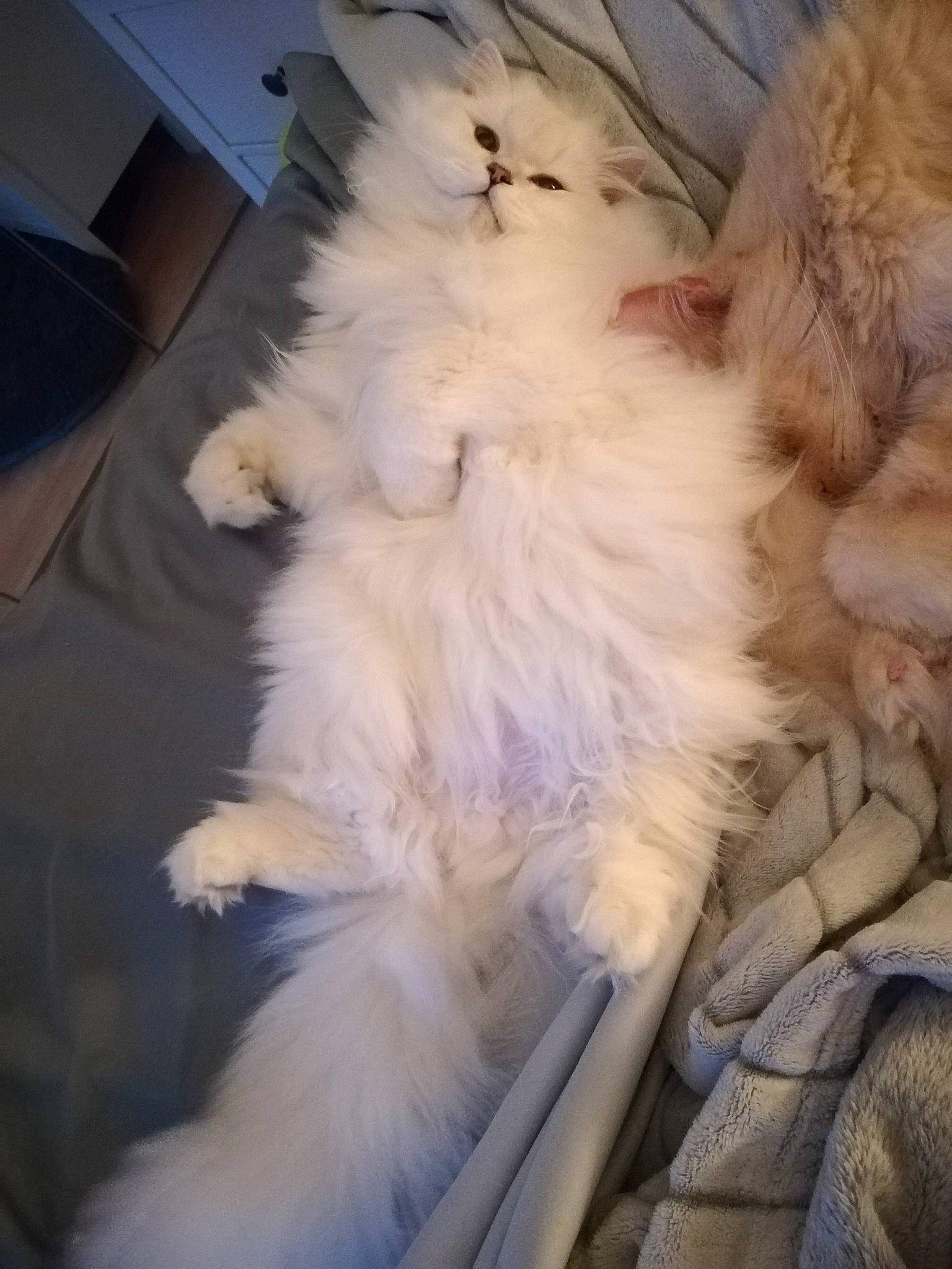 Smootsy a rejoint le concours — aidez-le/la à gagner de superbes lots ! canidae, carnivore, cat, claw, comfort, companion_dog, dog_breed, fawn, felidae, fur, paw, small_to_medium_sized_cats, sporting_group, tail, whiskers