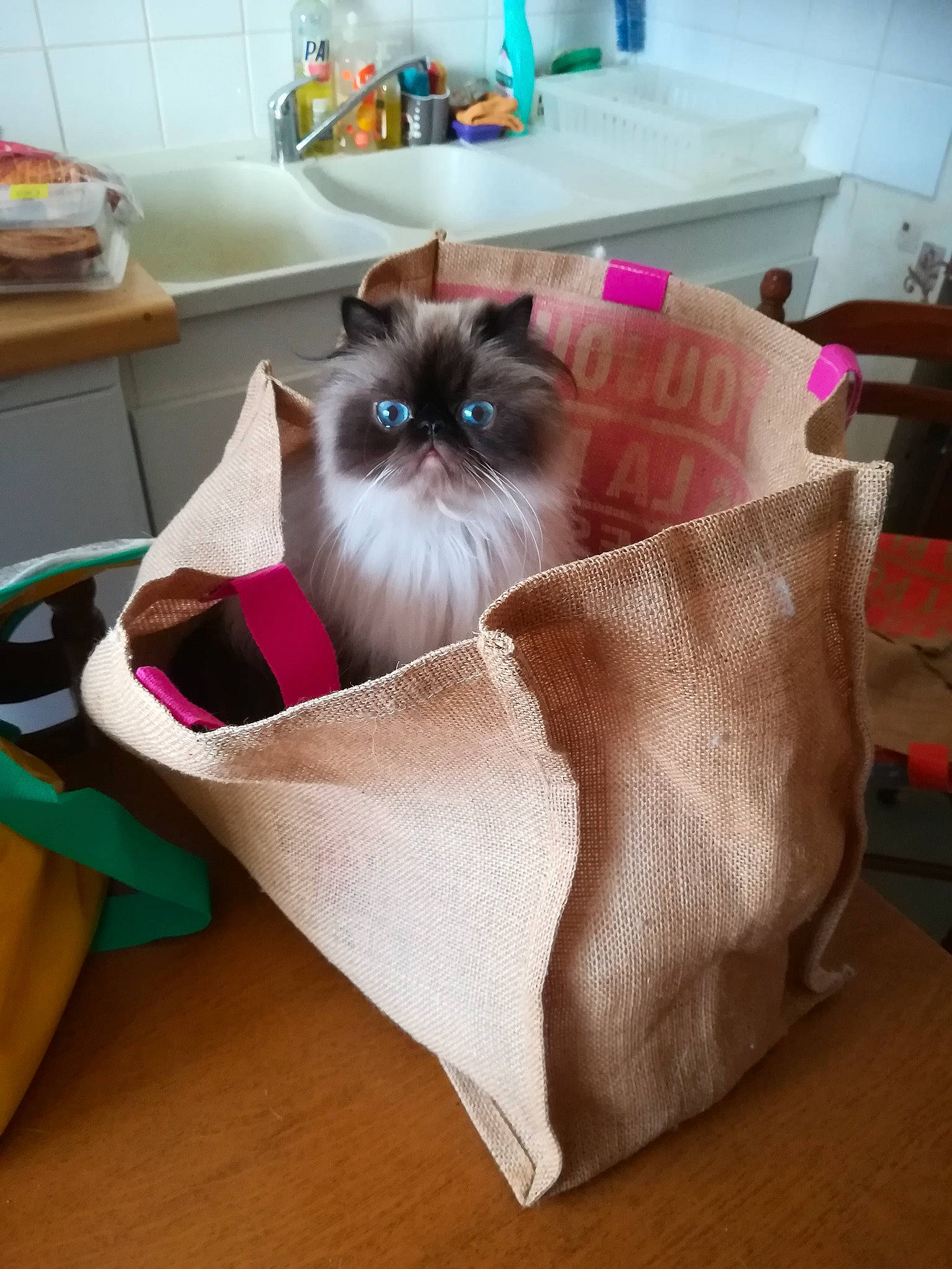 Shanook a rejoint le concours — aidez-le/la à gagner de superbes lots ! bag, birman, box, carnivore, cat, comfort, fawn, felidae, flooring, fur, hardwood, linens, magenta, room, shelving, siamese, small_to_medium_sized_cats, tail, whiskers, wood