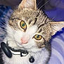 cat, kitten, feline, close_up, portrait, yellow_eyes, whiskers, collar, bell, fur, ears, nose, indoor, pet, curious, stare, flash, blanket, paws, young