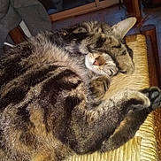 Tibidou participe au concours pour gagner de l'argent avec cette photo : animal, cat, chair, closeup, cozy, curled, cute, domestic, feline, fur, indoor, nose, paw, pet, relaxed, resting, sleeping, tabby, whiskers, woven