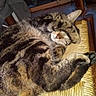 animal, cat, chair, closeup, cozy, curled, cute, domestic, feline, fur, indoor, nose, paw, pet, relaxed, resting, sleeping, tabby, whiskers, woven