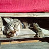 Tibidou participe au concours pour gagner de l'argent avec cette photo : animal, cat, closeup, cozy, curious, daylight, feline, indoor, paw, pet, red_blanket, relaxed, resting, striped, sunlight, tabby_cat, whiskers, wood, wooden_box, yellow_eyes