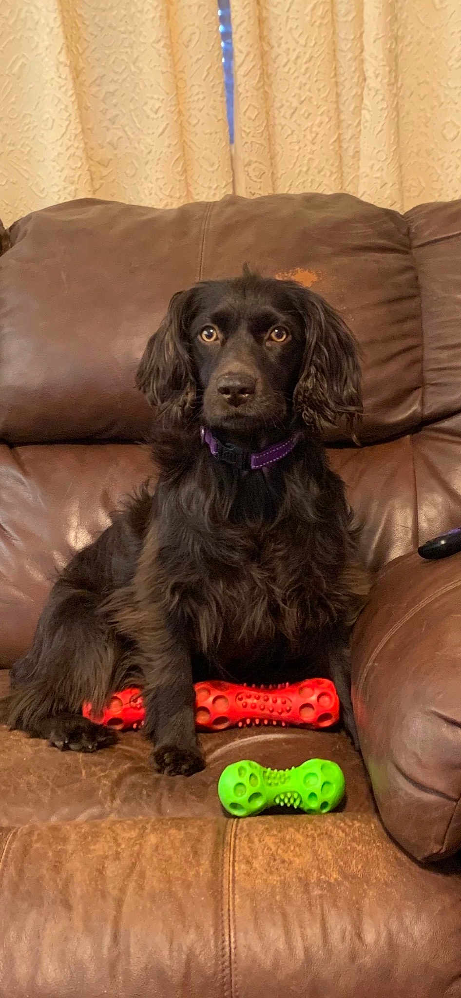 Sadie