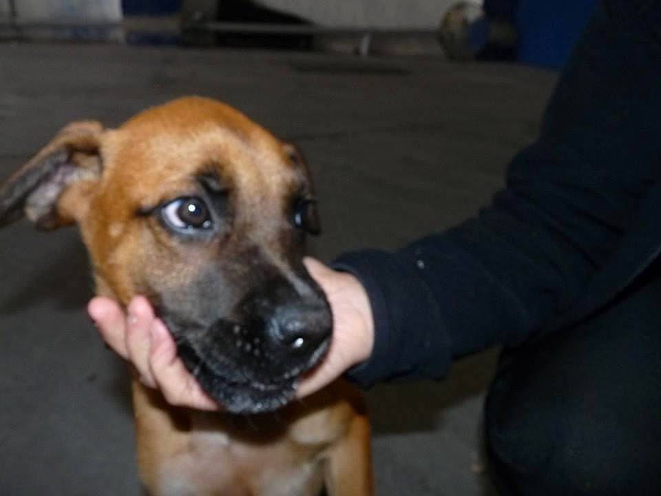 Arthur participe au concours pour gagner de l'argent avec cette photo : black_mouth_cur, canidae, carnivore, dog, dog_breed, fawn, mammal, potcake_dog, rare_breed_dog, snout, sporting_group, street_dog, vertebrate, working_dog