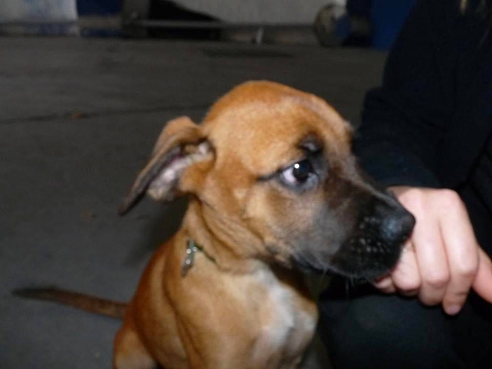 Arthur a rejoint le concours — aidez-le/la à gagner de superbes lots ! black_mouth_cur, broholmer, canidae, carnivore, companion_dog, dog, dog_breed, ear, fawn, mammal, potcake_dog, puppy, rare_breed_dog, rhodesian_ridgeback, snout, tosa, vertebrate, whiskers, working_dog