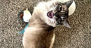 Star Sanderson is registered to the contest to win money with this photo: cat, siamese_cat, pet, animal, carpet, plush_toy, penguin_toy, fur, indoor, looking_up, meowing, mouth_open, small_toy, white_object, texture, cute, curious, feline, sitting, playful