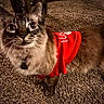 cat, blue_eyes, red_shirt, carpet, indoor, feline, whiskers, curious, pet, fur, animal, closeup, looking_up, domestic_cat, cute, fluffy, collar, tabby, brown_fur, soft_lighting