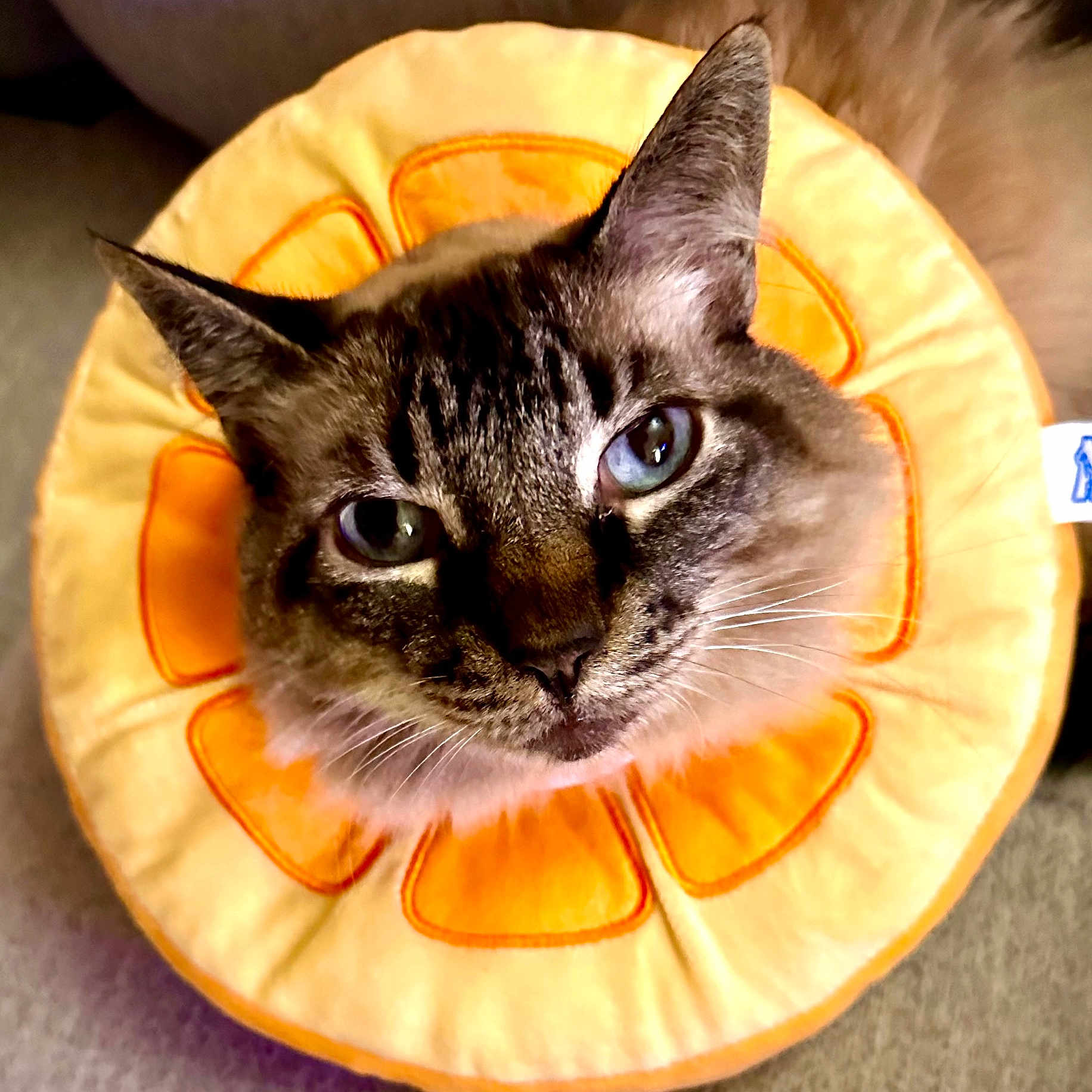 Star Sanderson