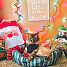 cat, pet_bed, holiday_lights, string_lights, christmas_decor, santa_bag, snowman_plush, sign, text, carpet, indoor, cozy, festive, striped, animal, feline, relaxed, decorations, warm_lighting, holiday