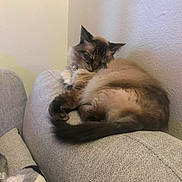 Star Sanderson is registered to the contest to win money with this photo: cat, sleeping, couch, furniture, indoor, pet, fluffy, fur, cozy, resting, relaxation, tail, ears, domestic_animal, animal, mammal, home, quiet, cute, calm