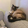 cat, sleeping, couch, furniture, indoor, pet, fluffy, fur, cozy, resting, relaxation, tail, ears, domestic_animal, animal, mammal, home, quiet, cute, calm
