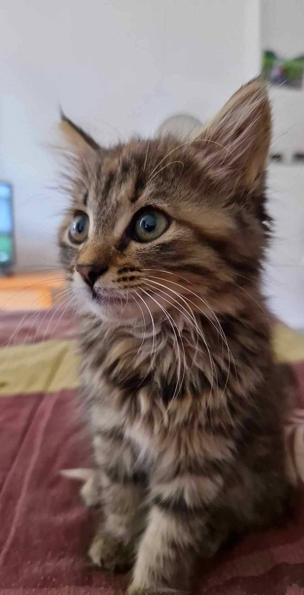 Caline participe au concours pour gagner de l'argent avec cette photo : carnivore, cat, claw, domestic_short_haired_cat, felidae, fur, iris, small_to_medium_sized_cats, snout, terrestrial_animal, whiskers, wildlife