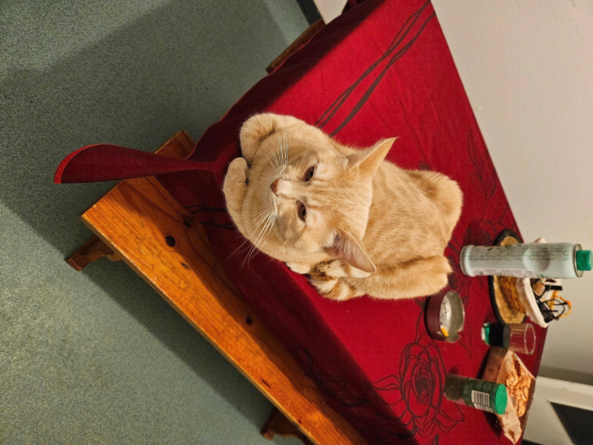 Eli a rejoint le concours — aidez-le/la à gagner de superbes lots ! bottle, carnivore, cat, cat_supply, chair, domestic_short_haired_cat, fawn, felidae, flooring, fur, hardwood, hat, plant, small_to_medium_sized_cats, tail, teddy_bear, thread, whiskers, wood, wool