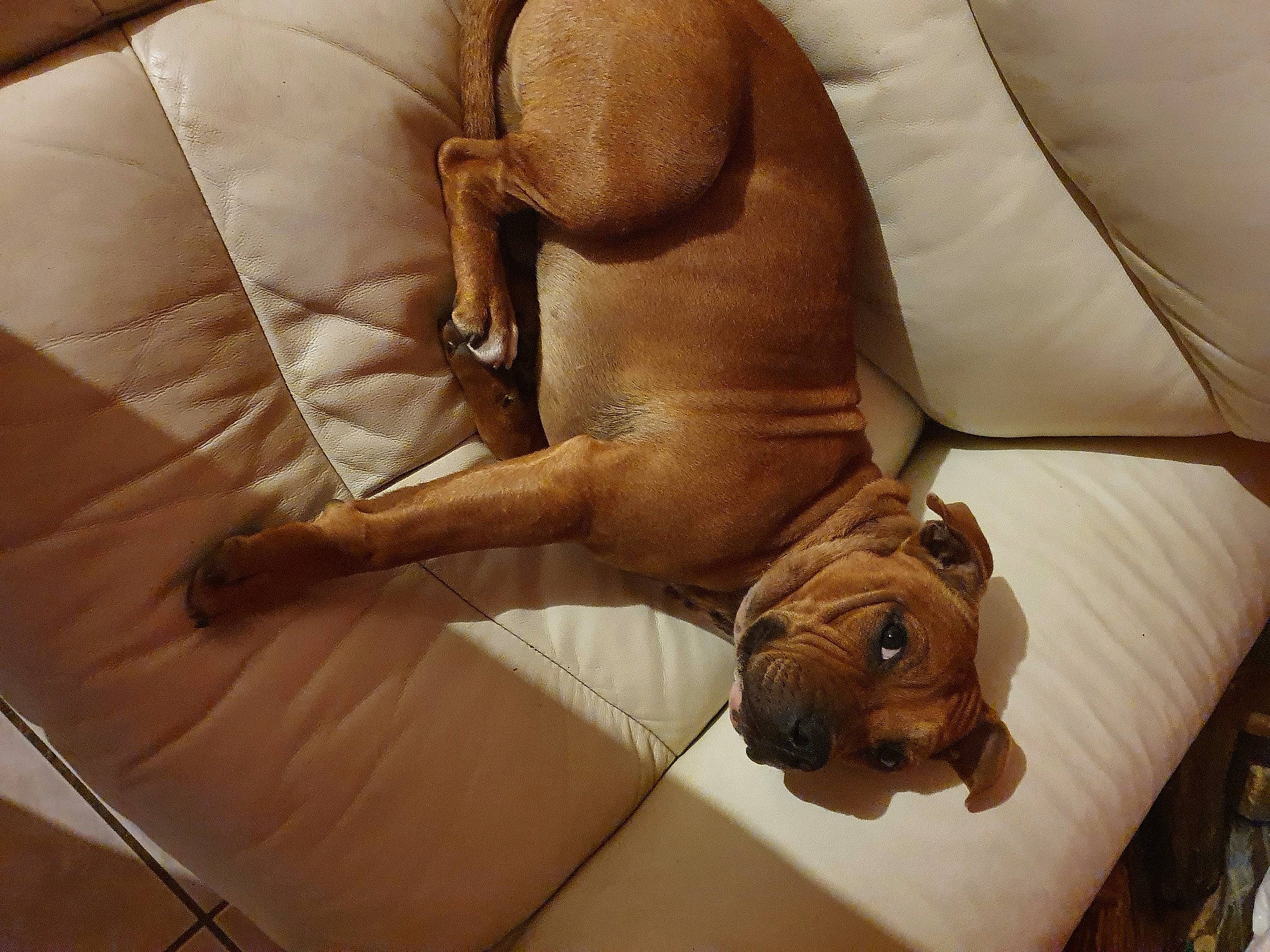 Tyna participe au concours pour gagner de l'argent avec cette photo : art, canidae, carnivore, comfort, companion_dog, couch, dog, dog_breed, fawn, human_leg, linens, liver, room, sleep, snout, sporting_group, terrestrial_animal, window, wood, working_animal