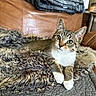 Norris is registered to the contest to win money with this photo: animal, blanket, brown, cat, couch, cozy, feline, gray, green_eyes, indoors, kitten, leather, lying_down, pet, pointed_ears, portrait, shaggy_blanket, tabby, whiskers, white_chest