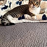 Norris joined the competition — help win amazing prizes! animal, blanket, cat, couch, ears, eyes, feline, home, indoor, lying_down, paws, pet, portrait, rug, sitting, striped_fur, tabby, tail, whiskers, white_chest