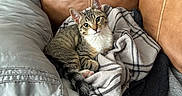 Norris joined the competition — help win amazing prizes! animal, blanket, cat, couch, cozy, ears, eyes, face, indoor, kitten, leather, lounging, paws, pet, pillow, pink_paw_pads, plaid, sitting, tabby, whiskers