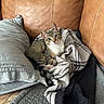 animal, blanket, cat, couch, cozy, ears, eyes, face, indoor, kitten, leather, lounging, paws, pet, pillow, pink_paw_pads, plaid, sitting, tabby, whiskers