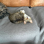 Norris joined the competition — help win amazing prizes! animal, blanket, cat, close_up, couch, cozy, feline, funny_pose, gray_blanket, indoor, leather_couch, paws, pet, pillow, relaxed, resting, sleeping, tabby_cat, upside_down, whiskers