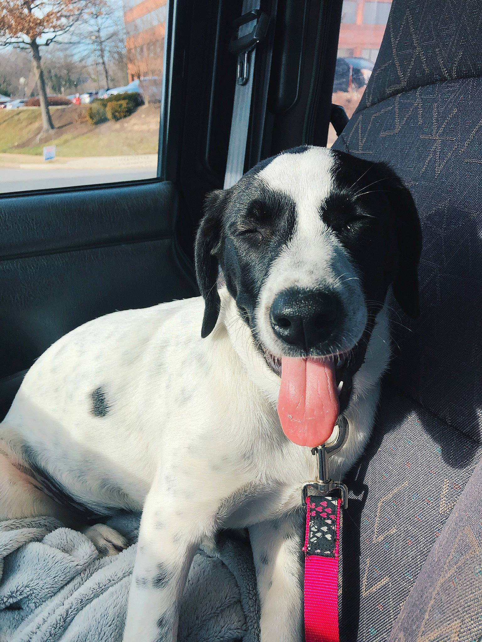 Marlow joined the competition — help win amazing prizes! canidae, carnivore, dog, dog_breed, great_dane, mammal, pointer, snout, sporting_group, vertebrate
