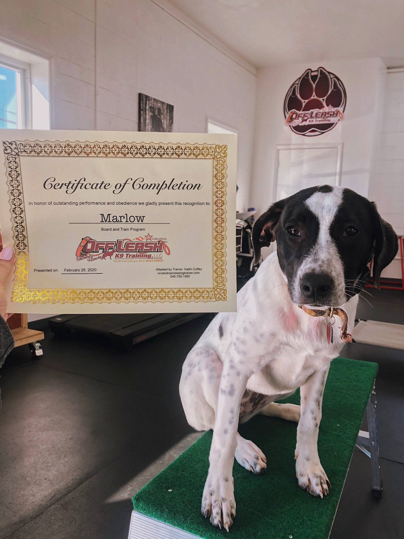 Marlow joined the competition — help win amazing prizes! braque_dauvergne, braque_du_bourbonnais, canidae, carnivore, dog, dog_breed, german_shorthaired_pointer, hunting_dog, old_danish_pointer, pointer, pointing_breed, sporting_group