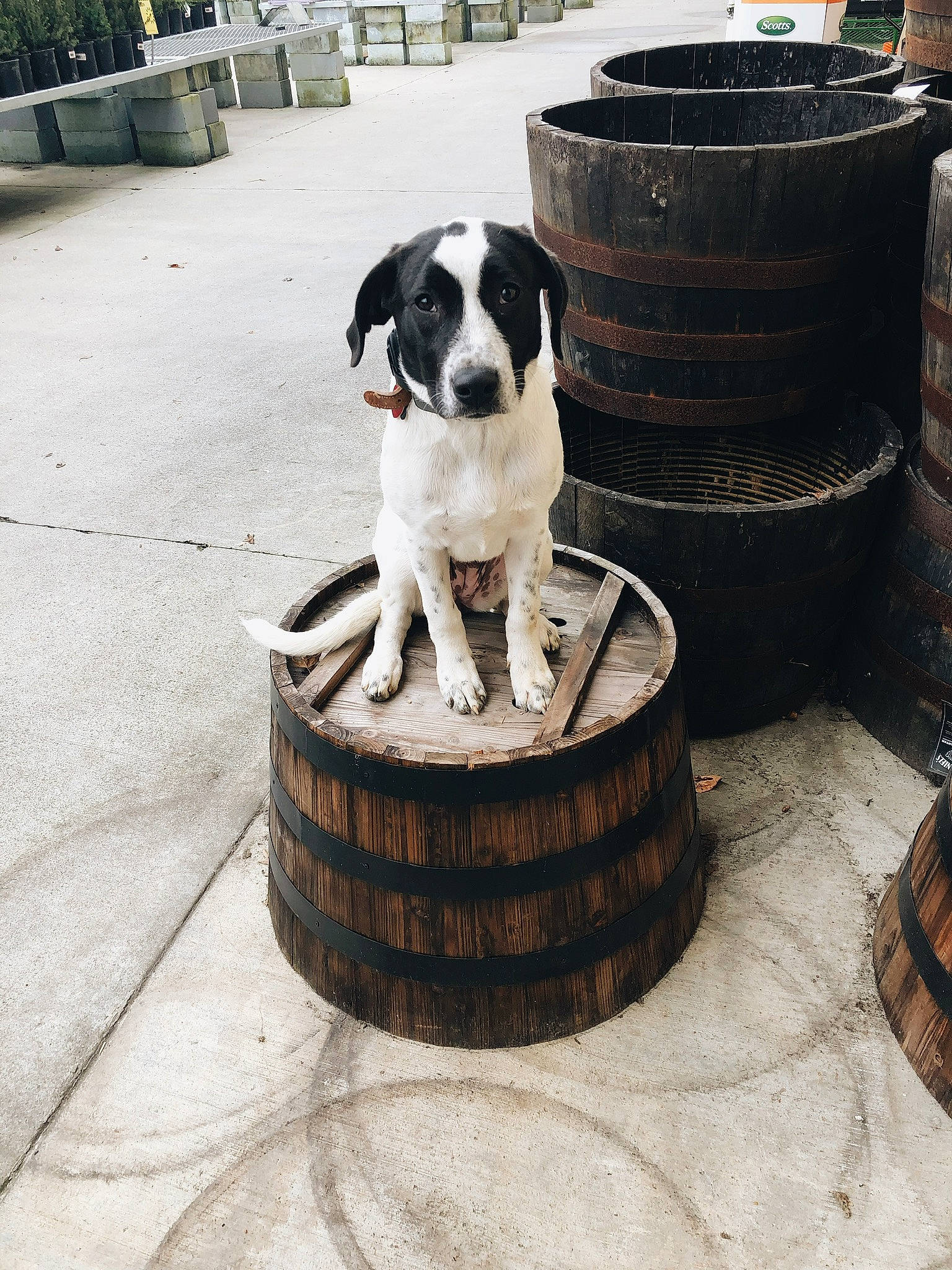 Marlow joined the competition — help win amazing prizes! canidae, carnivore, companion_dog, dog, dog_breed, pointer, sporting_group, tire