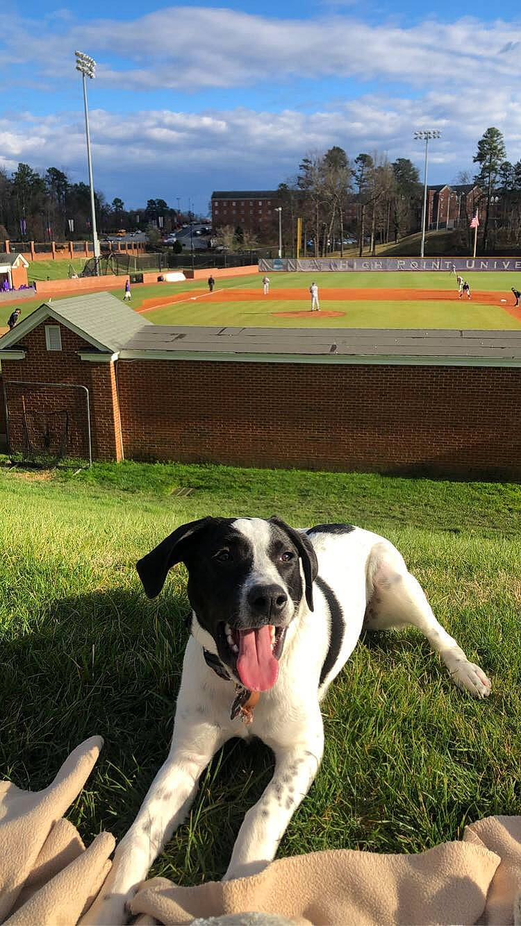 Marlow joined the competition — help win amazing prizes! canidae, carnivore, dog, dog_breed, grass, hunting_dog, lawn, leg, mammal, pointer, sporting_group, tail, vertebrate