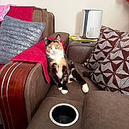 Luna is registered to the contest to win money with this photo: cat, calico_cat, sofa, cushion, pillow, furniture, indoor, relaxed, pet, animal, domestic, brown_sofa, red_throw, patterned_pillow, curious, seated, living_room, cozy, household, looking
