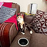 cat, calico_cat, sofa, cushion, pillow, furniture, indoor, relaxed, pet, animal, domestic, brown_sofa, red_throw, patterned_pillow, curious, seated, living_room, cozy, household, looking