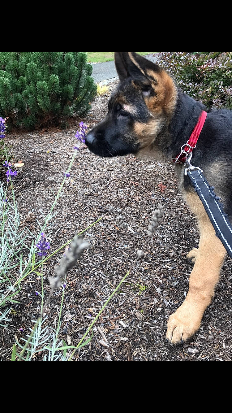 Kodi is registered to the contest to win money with this photo: belgian_shepherd_malinois, canidae, carnivore, dog, dog_breed, east_european_shepherd, fawn, german_shepherd_dog, grass, king_shepherd, kunming_wolfdog, mammal, old_german_shepherd_dog, plant, police_dog, rare_breed_dog, shiloh_shepherd_dog, snout, working_dog