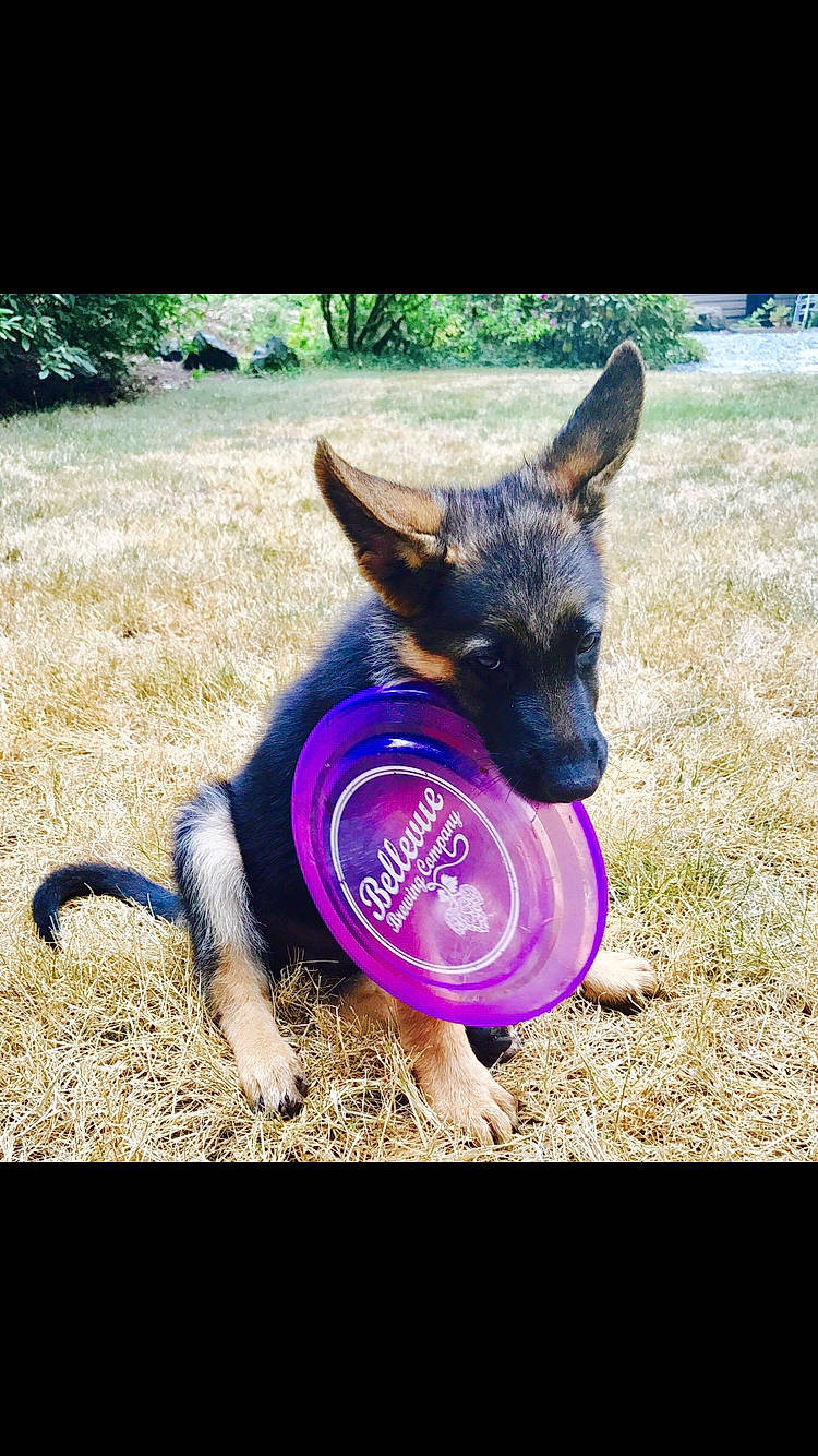Kodi joined the competition — help win amazing prizes! belgian_shepherd_malinois, canidae, carnivore, dog, dog_breed, dog_collar, dog_toy, ear, east_european_shepherd, fawn, german_shepherd_dog, king_shepherd, kunming_wolfdog, leash, mammal, nose, police_dog, puppy, snout, working_dog