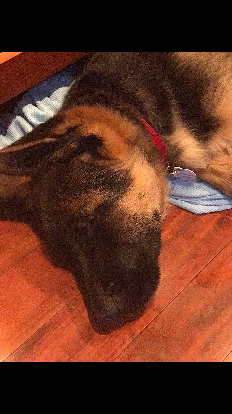 Kodi is registered to the contest to win money with this photo: bullmastiff, canidae, carnivore, dog, dog_breed, ear, fawn, guard_dog, nose, snout, sporting_group, wood