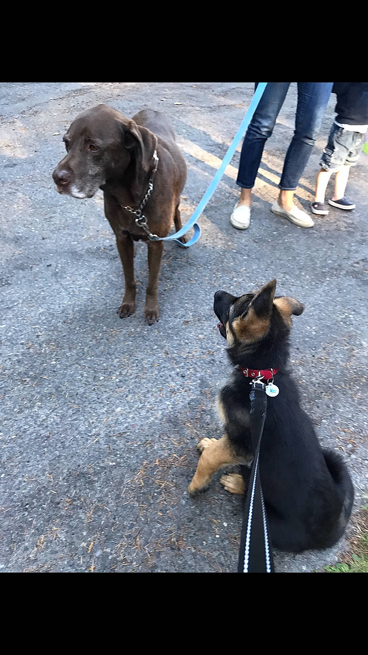 Kodi joined the competition — help win amazing prizes! adventure, canidae, carnivore, dog, dog_breed, dog_walking, hunting_dog, leash, mammal, puppy, rottweiler, sporting_group, vertebrate, working_dog