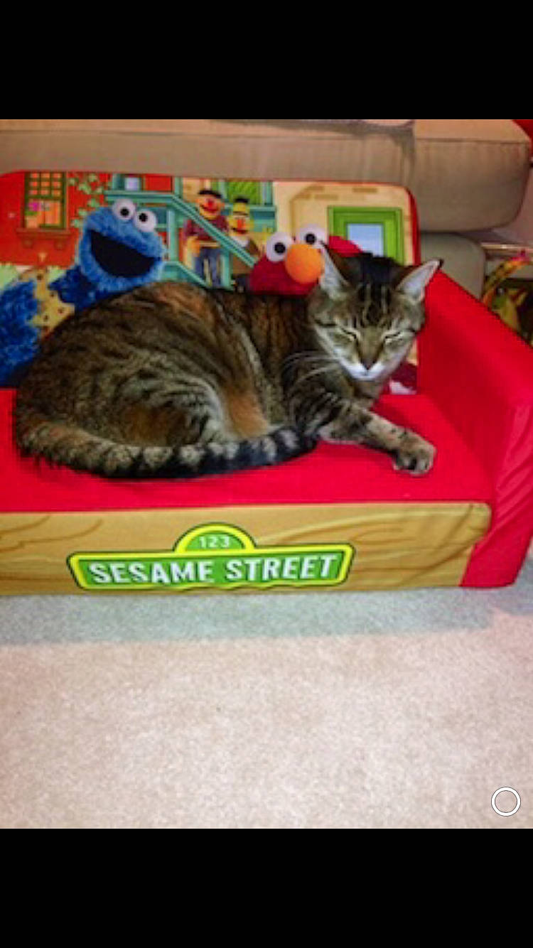 Tyler joined the competition — help win amazing prizes! bengal, california_spangled, carnivore, cat, cat_supply, domestic_short_haired_cat, dragon_li, european_shorthair, felidae, kitten, pixie_bob, play, small_to_medium_sized_cats, tabby_cat, toyger, whiskers