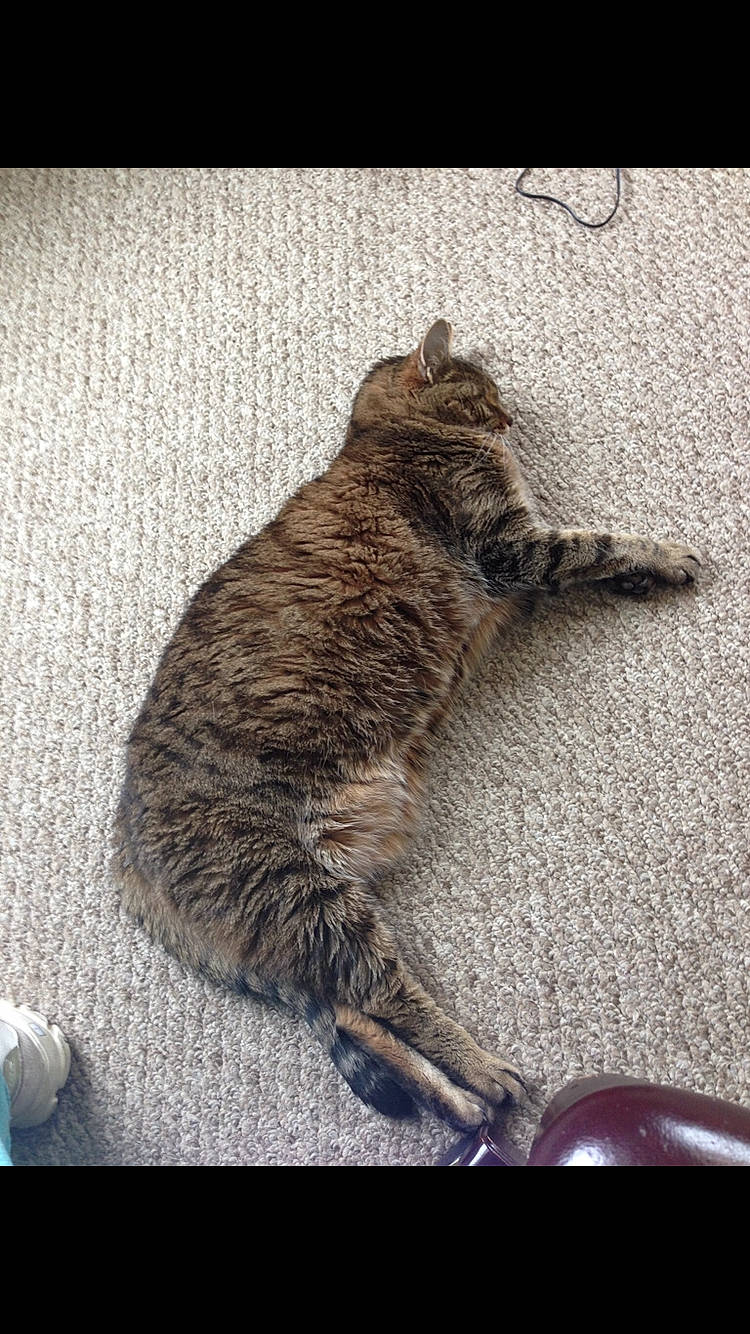 Tyler joined the competition — help win amazing prizes! asian, california_spangled, carnivore, cat, domestic_short_haired_cat, dragon_li, european_shorthair, felidae, fur, kitten, mammal, pixie_bob, small_to_medium_sized_cats, snout, tabby_cat, tail, whiskers, wild_cat