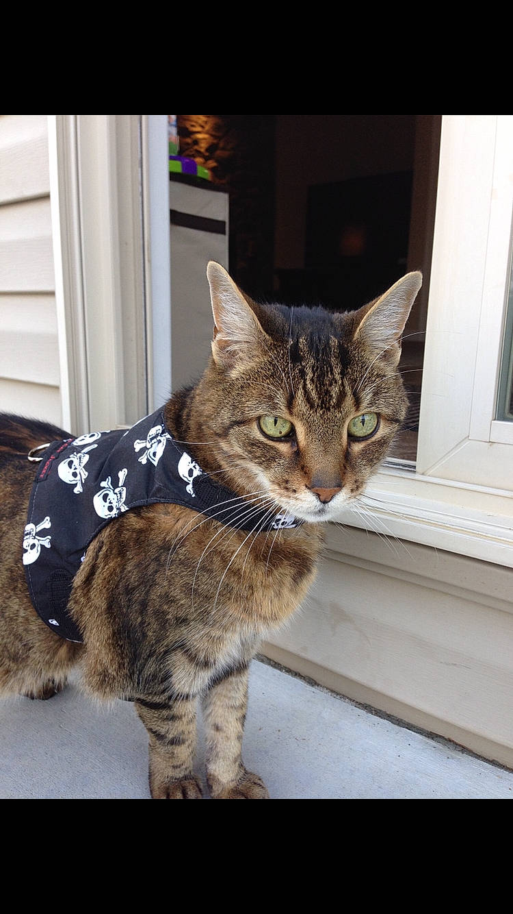 Tyler joined the competition — help win amazing prizes! aegean_cat, asian, bobcat, california_spangled, carnivore, cat, domestic_short_haired_cat, dragon_li, european_shorthair, felidae, kitten, mammal, ocicat, pixie_bob, savannah, small_to_medium_sized_cats, tabby_cat, vertebrate, whiskers, window