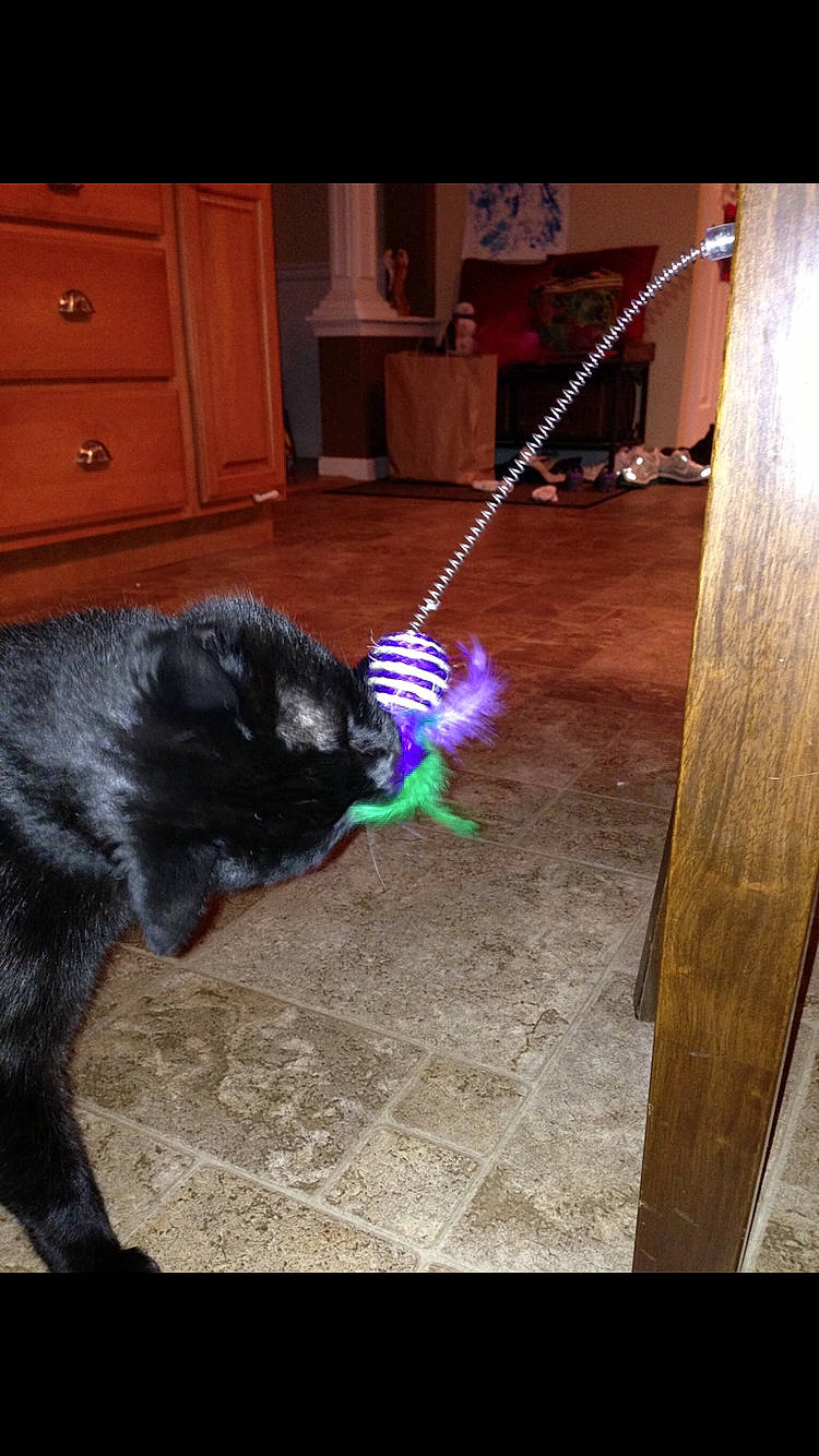 Ozzy joined the competition — help win amazing prizes! affenpinscher, canidae, carnivore, dog, dog_breed, fawn, leash, sporting_group, tail