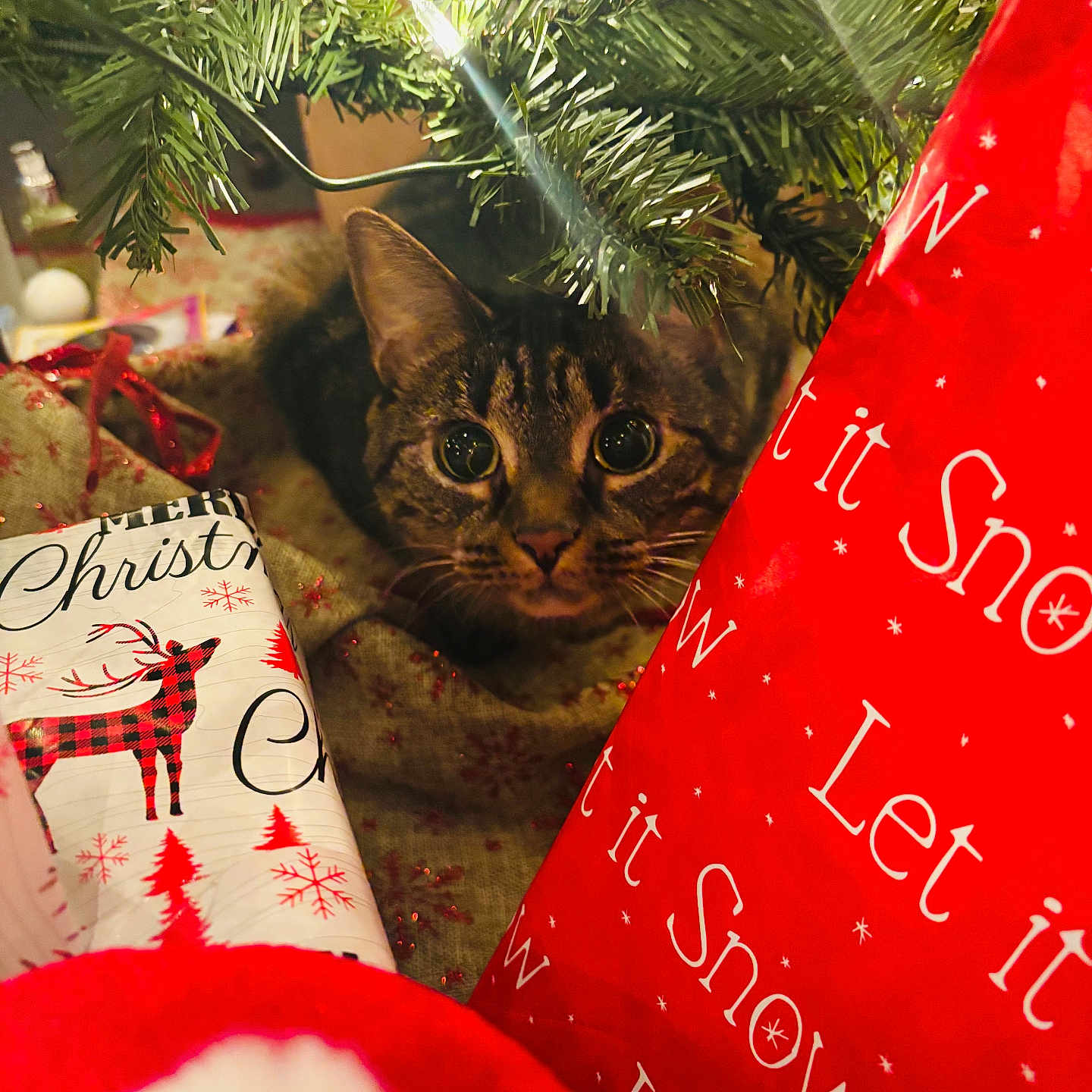 Honey joined the competition — help win amazing prizes! animal, cat, christmas_presents, christmas_tree, close_up, cozy, curious, decorations, fabric, feline, festive, greenery, holiday, indoor, pet, red, tabby, white, wide_eyes, wrapping_paper